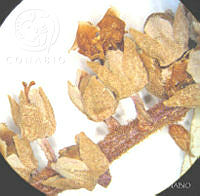 SL3422 Clethra hartwegii.jpg