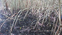 UM002 S0037 Avicennia germinans.jpg