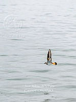 JAPC 0002 Charadrius vociferus.jpg