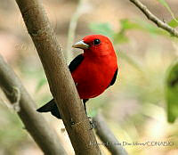 RCDM018 Piranga olivacea.jpg