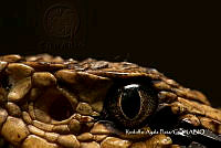 MN6PG0372 Viperidae.jpg