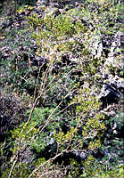 FGM1972 Celastraceae.JPG