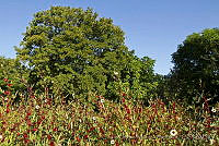 CNS1352 Hibiscus sabdariffa.jpg