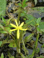 JRBBFM026-114 Heteranthera dubia.jpg