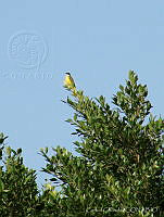 CGL3158 Myiozetetes similis.jpg