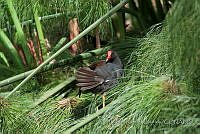 PRB0251 Gallinula galeata.jpg