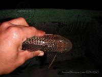 JDL0351 Pterygoplichthys pardalis.jpg