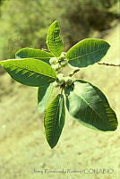3913 Ficus lapathifolia.jpg
