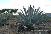 RG019 0341 Agave americana.jpg