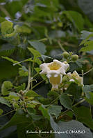 RRR0053 Amphilophium crucigerum.jpg
