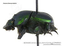 ZJJG0656 Phanaeus daphnis.jpg