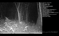 FJBL0125 Leopardus pardalis.jpg