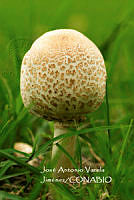 MN6PyH0069 Amanita rubescens.jpg