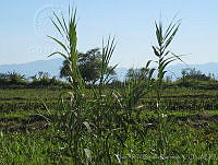 JRBBFM026-102 Arundo donax.jpg