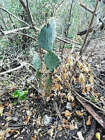 RG016 0120 Opuntia robusta.jpg