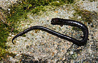 RACA 0045 Pseudoeurycea orchimelas.jpg