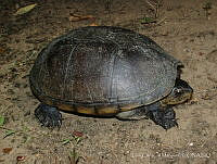 LCM0057 Kinosternon chimalhuaca.jpg