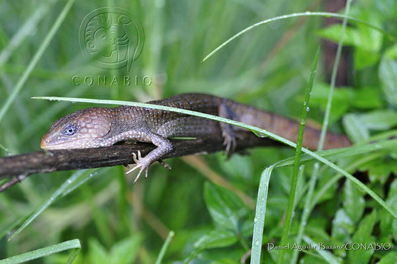 DAB04%20Gerrhonotus%20ophiurus.JPG.4yepl P0MYVlGw1jQA3g0JtbmFja29CbnFuZ3NAbXJ6LGtwZwA.4OmtsUvHgC