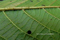 ME010 KV 02505 Saurauia Willd., 1801.JPG