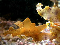 AEG0014 Crosslandia daedali.jpg