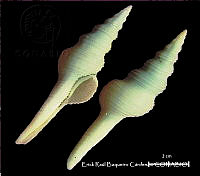 KT014 0515 Fusinus couei.JPG