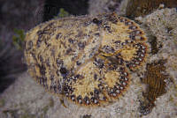 OAO0366 Parribacus antarcticus.jpg