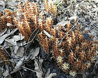 LEFR03 Conopholis alpina.jpg