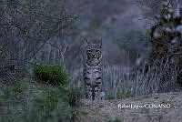 MN6F0031 Lynx rufus.jpg