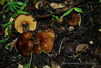 DK0778 Fungi.jpg