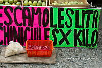 3R00707 Comadia redtenbacheri.jpg