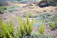 3626 Batis maritima.jpg