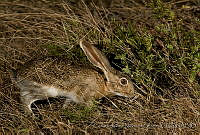 CNS1363 Lepus flavigularis.jpg