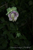 DK0730 Cleome sp..jpg