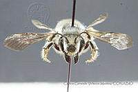 CGVM1192 Megachile comata.jpg