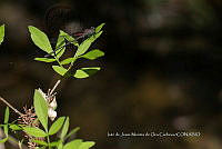 IMDOC 4713 Hetaerina vulnerata.jpg