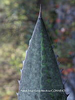 AJGM0311 Agave horrida.JPG