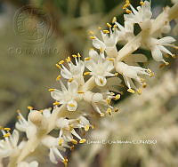 RG055 0111 Sabal mexicana.JPG