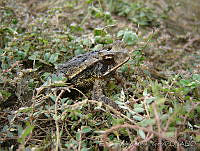 RVL0024 Incilius valliceps.jpg