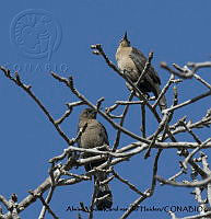 AAKVDH 0571 Quiscalus mexicanus.JPG
