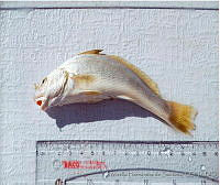 JMHS0020 Menticirrhus americanus.jpg