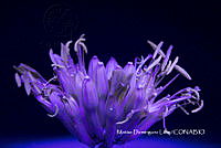 MN6PyH0113 Flores del agave.jpg