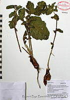 RBB0091 Brassica rapa.tif