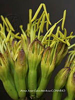 AJGM0036 Agave applanata.JPG