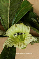 ME010 KV 00146 Crescentia cujete L., 1753_.JPG