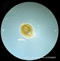 MVG 0678 Trigonuropoda sp..JPG