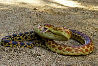 MDL0303 Pituophis catenifer.jpg