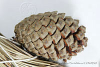 MASM06828 Pinus pringlei.jpg