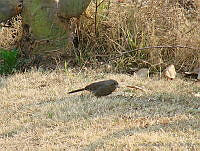 CGL1463 Melozone fusca.jpg