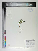 JAdNV0231 Anagallis arvensis.JPG