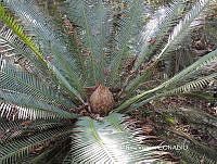 JAdNV0016 Dioon edule.JPG